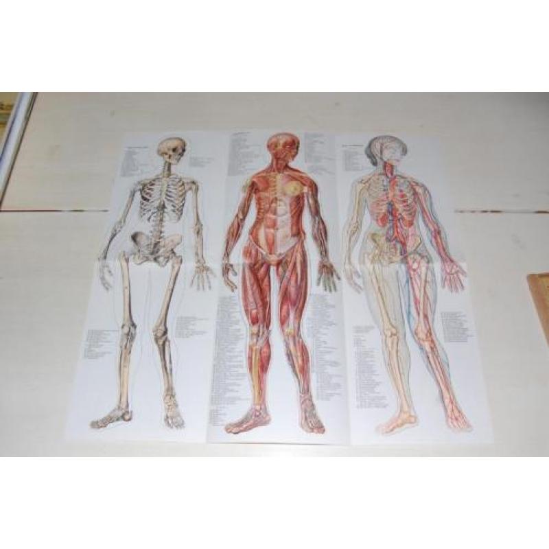 Anatomische platen