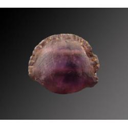 Egyptian Amethyst Cowrie shell amulet