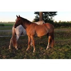 Prachtige 3 jarige quarter horse solid paint