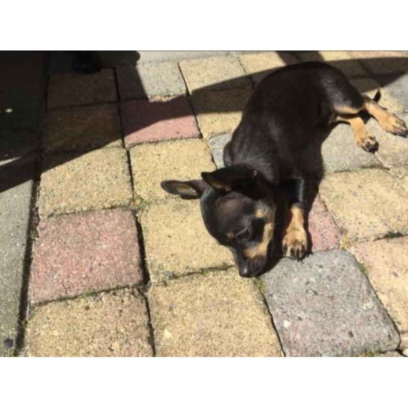 Chihuahua pup reu van 1 mei 2018