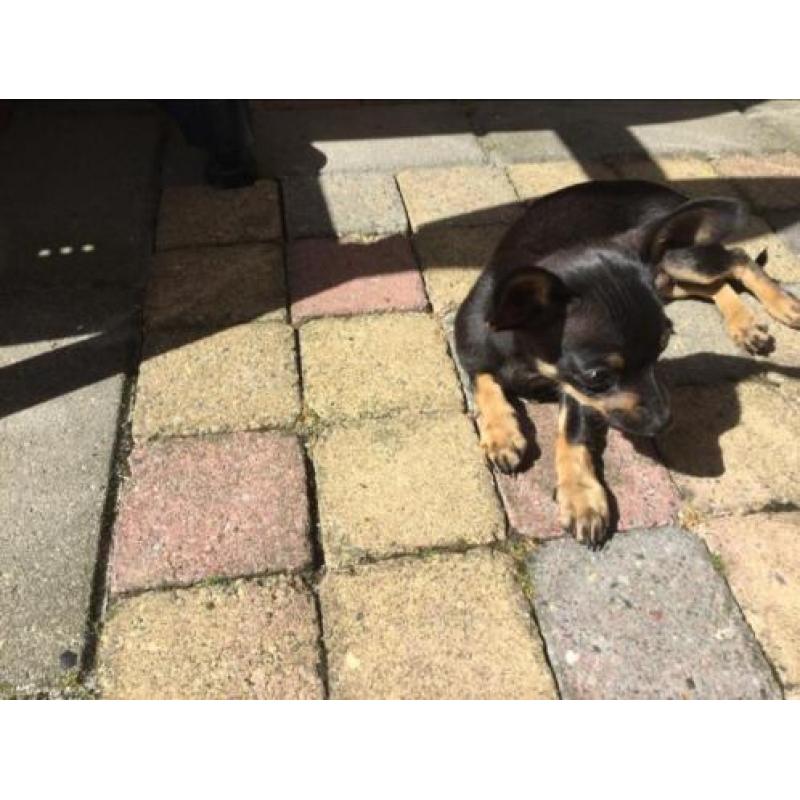 Chihuahua pup reu van 1 mei 2018
