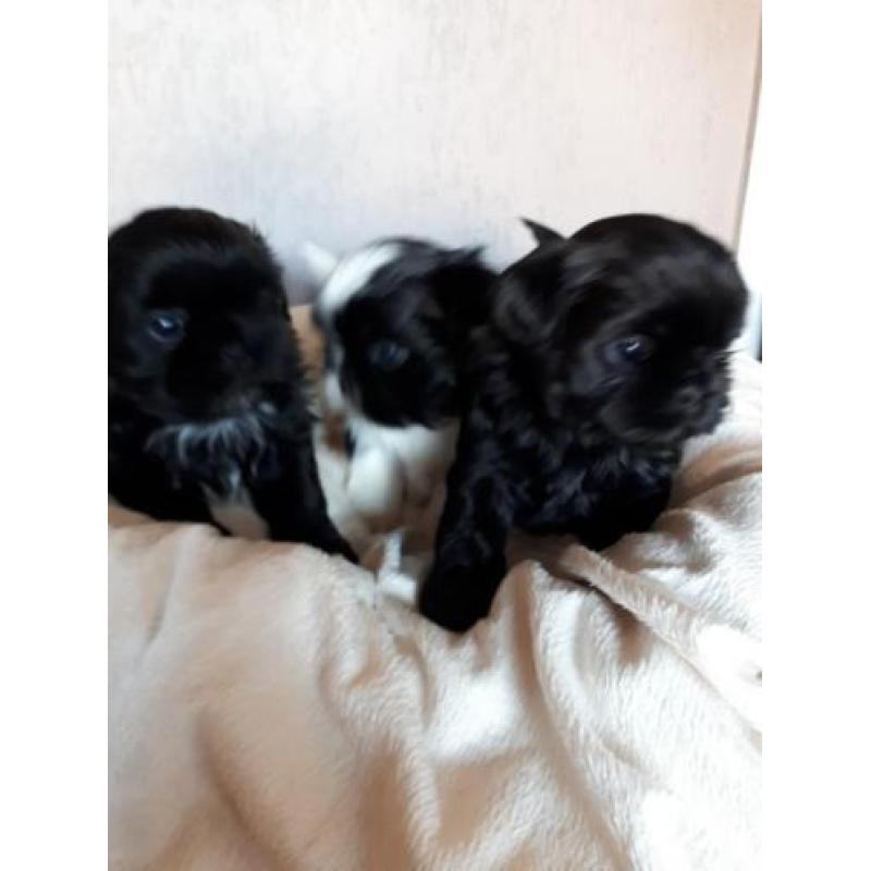 Shih tzu pups