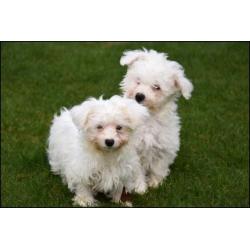 Maltezer pups