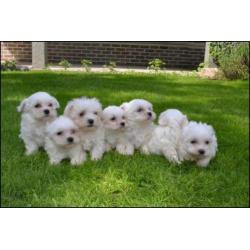 Maltezer pups