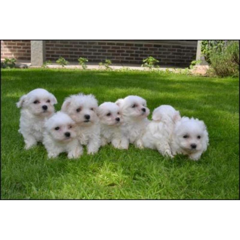 Maltezer pups