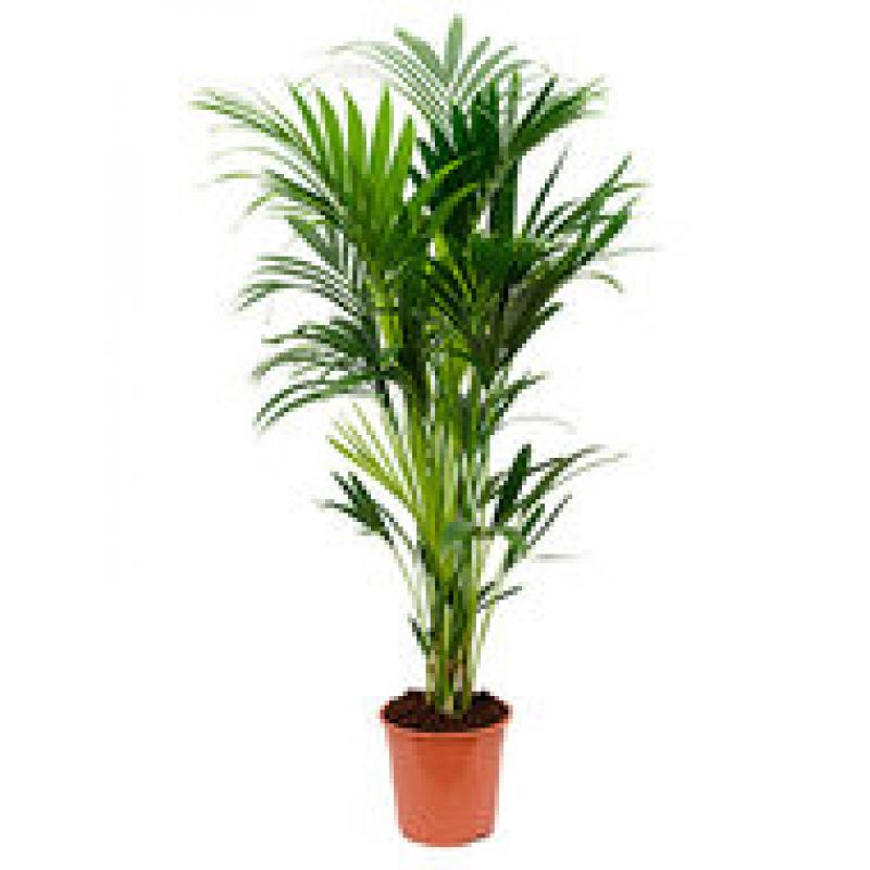 Kentia (Howea) forsteriana - Toef 6pp